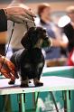 Crufts2011_2 1039